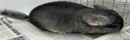 Chinchilla rodents for sale: Chipper, fabulously tame Standard boy  - Advert 5
