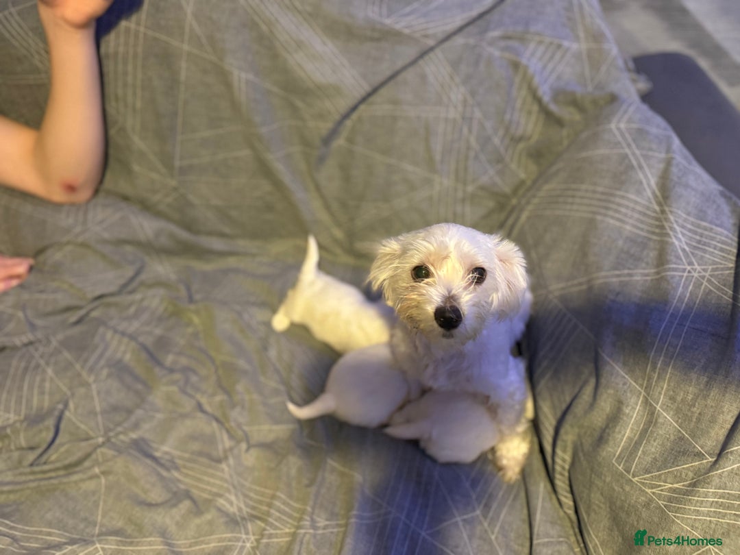 Maltese dogs for sale: Beautiful Maltese puppies for sale - Advert 8