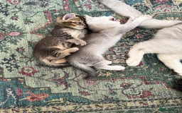 British Shorthair cats for sale: Unusual litter of British Shorthairs-read des. - Image 1