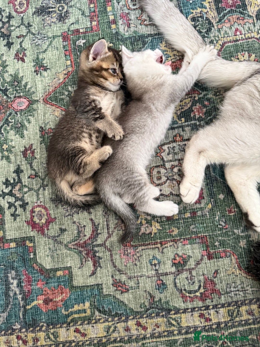 British Shorthair cats for sale: Unusual litter of British Shorthairs-read des. - Image 1