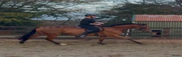 Irish Thoroughbred horses for sale: Elmast in Blackwood - Advert 7