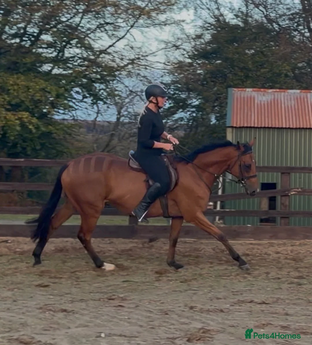 Irish Thoroughbred horses for sale: Elmast in Blackwood - Advert 7
