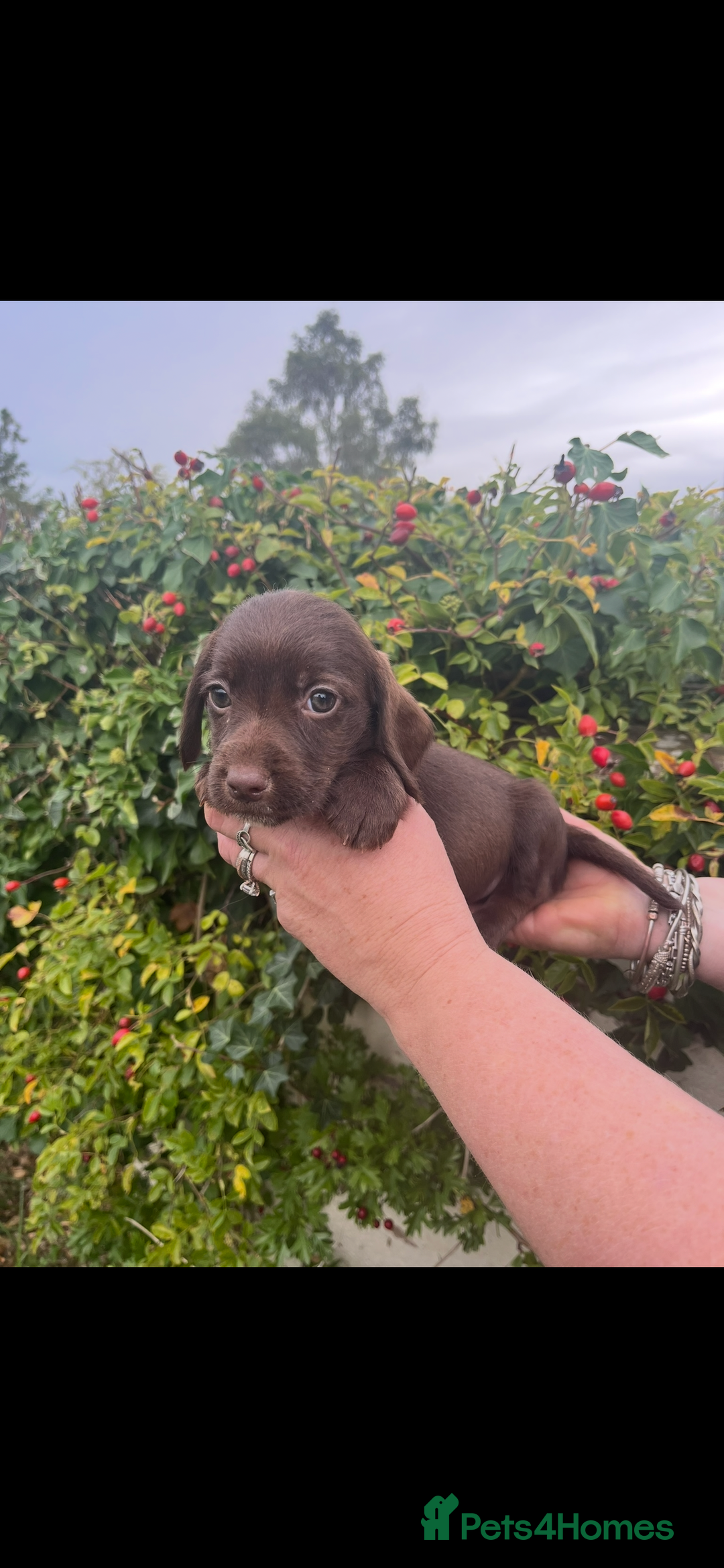 Mixed Breed dogs for sale: Beautiful Docker puppies - Image 5