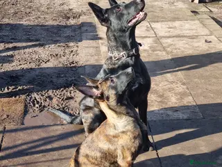 Belgian Shepherd Dog dogs 1 🩷 looking for her forever family - Advert 18