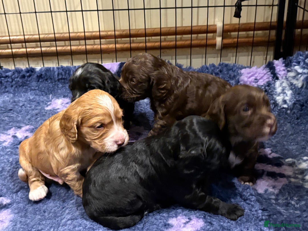 Cocker Spaniel dogs for sale: Gorgeous Cocker Spaniel Puppies - Advert 2