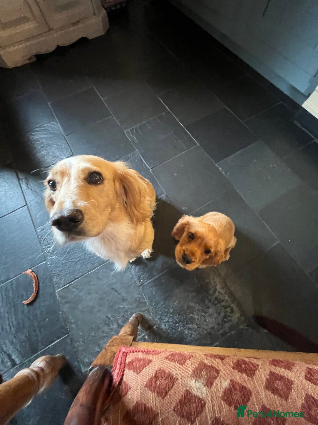 Cocker Spaniel dogs for sale: Working Coker spaniels  in Worcester - Image 21