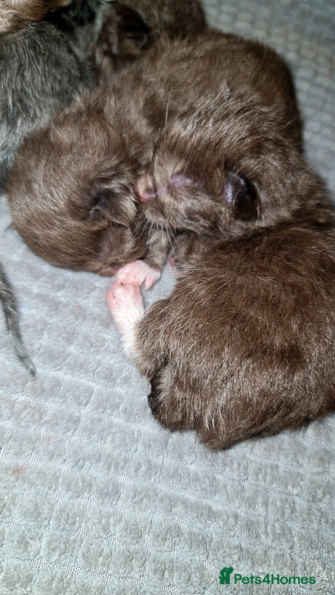 British Shorthair cats for sale: Choc and dark choc British shorthair/ragdoll  - Advert 2