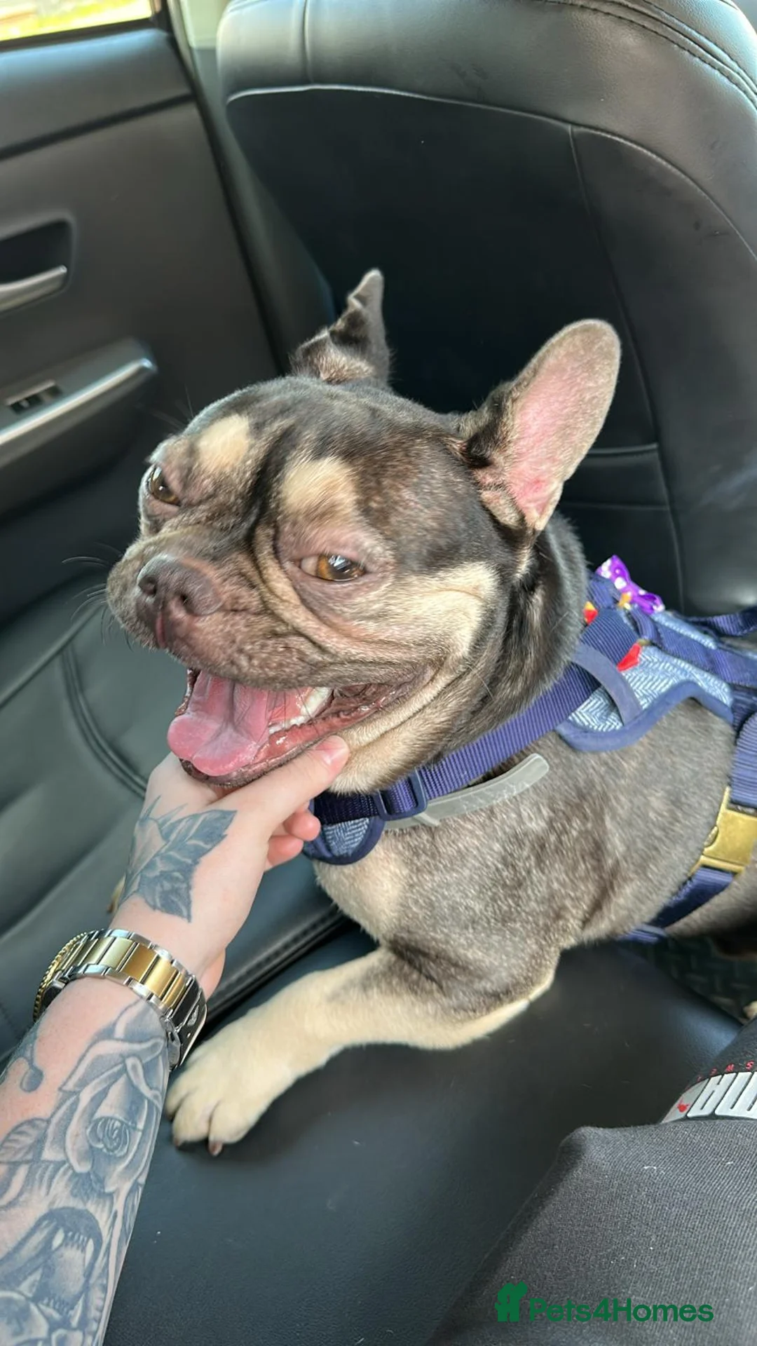 French Bulldog dogs for sale: Male french bulldog - Advert 8