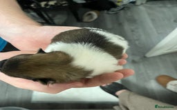 Pomeranian dogs for sale: ****7 Tri/parti Pom pups 3 girls left ** deposit - Image 20