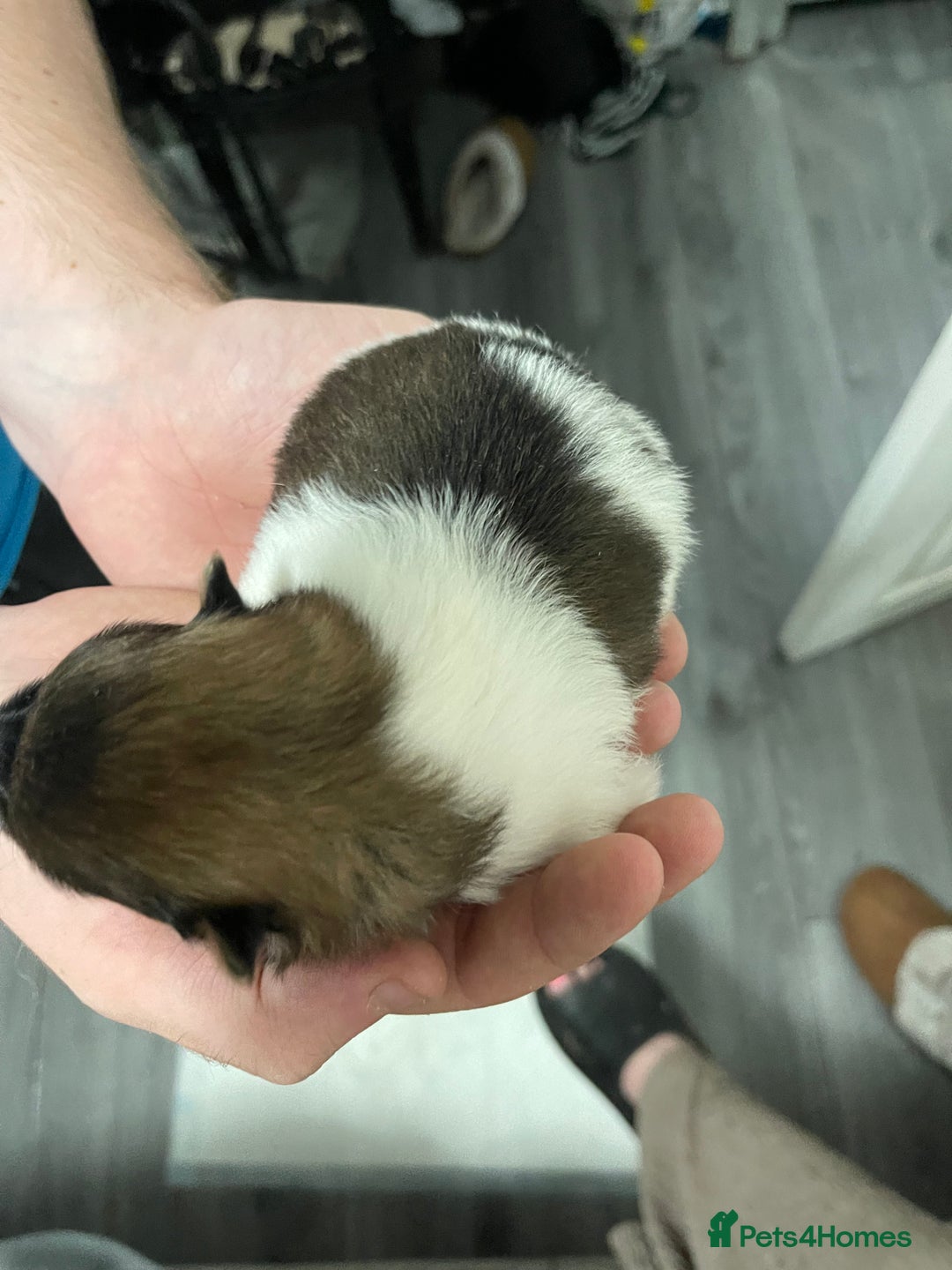 Pomeranian dogs for sale: ****7 Tri/parti Pom pups 3 girls left ** deposit - Image 20