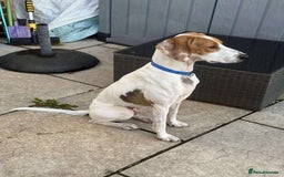 Mixed Breed dogs for adoption: FABIAN - 15 mth old, Male, Pointer type - Image 9