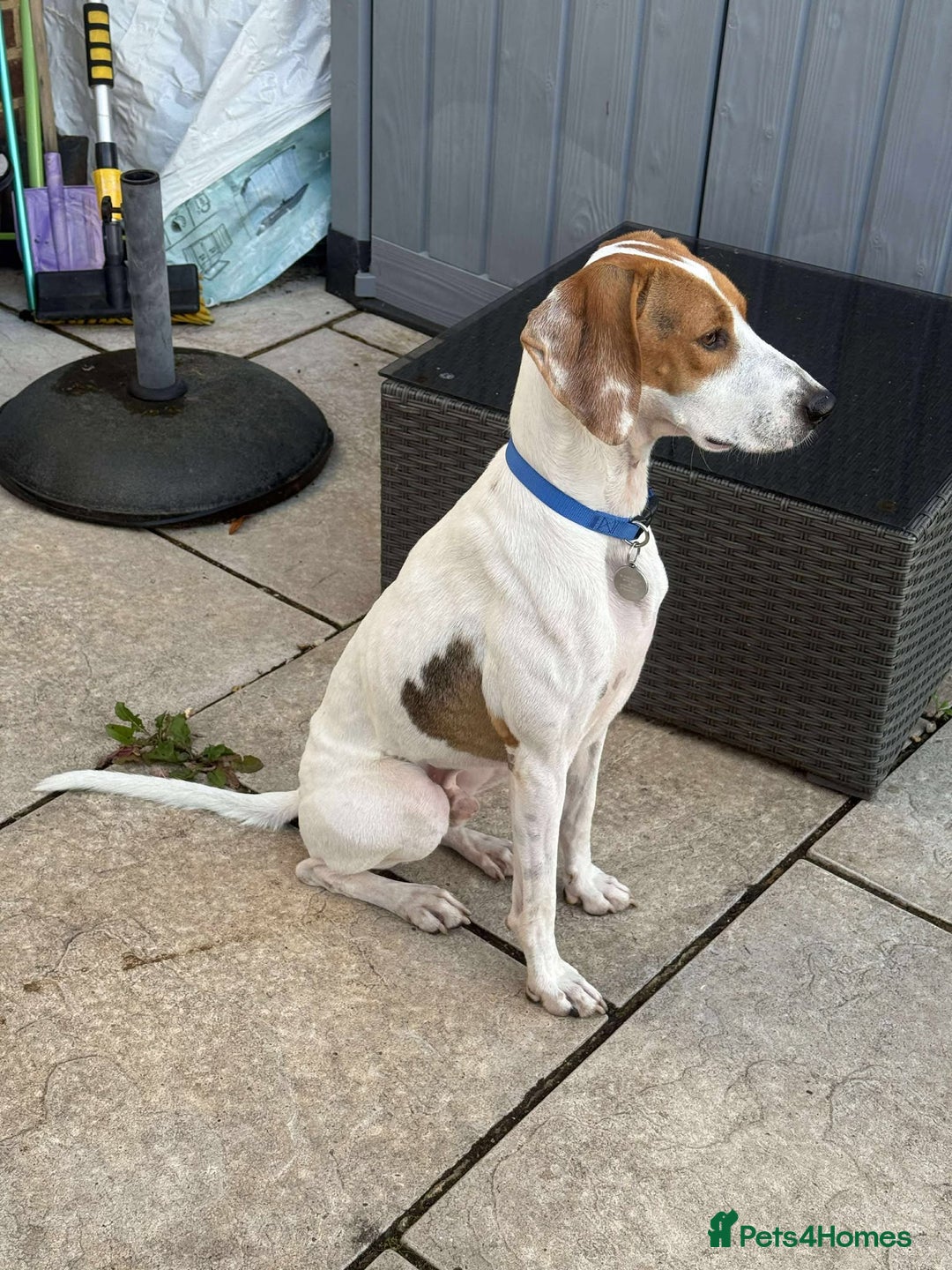 Mixed Breed dogs for adoption: FABIAN - 15 mth old, Male, Pointer type - Image 9