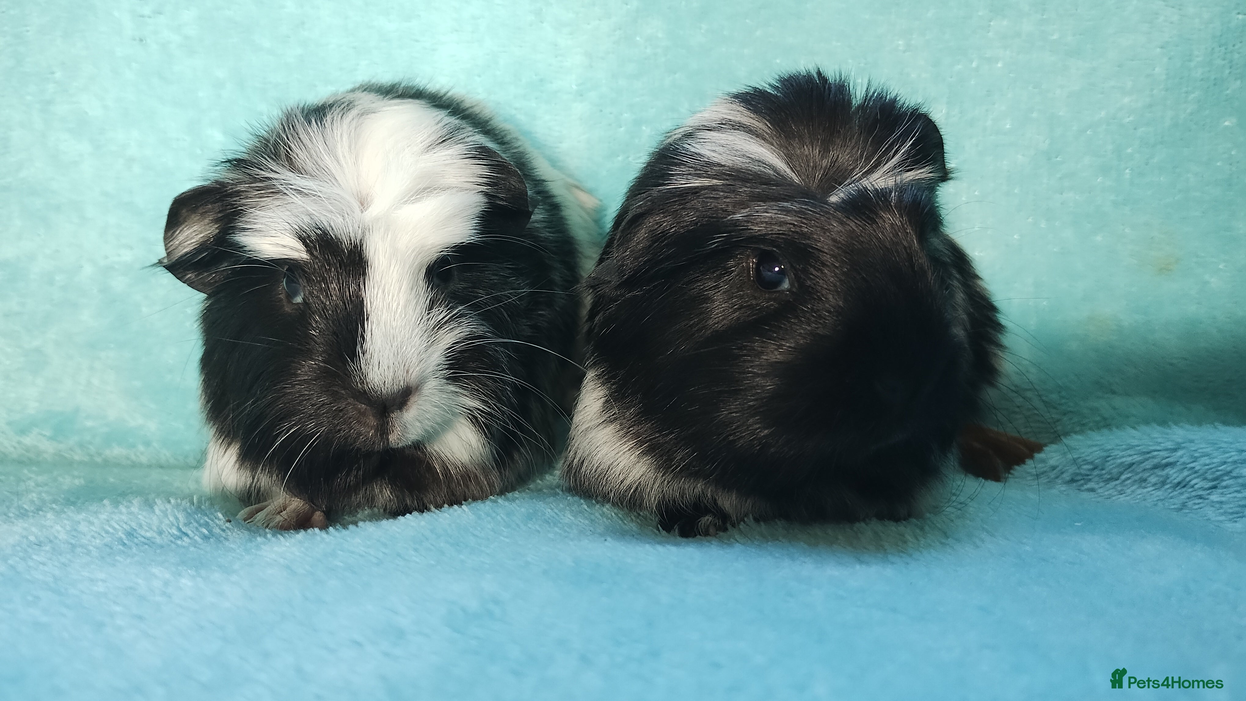 Guinea Pig rodents Baby cornet brothers guinea pigs ready 20th feb - Advert 11
