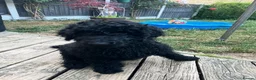 Standard Poodle dogs for sale: Standard poodle pups for sale  in Basildon - Advert 6
