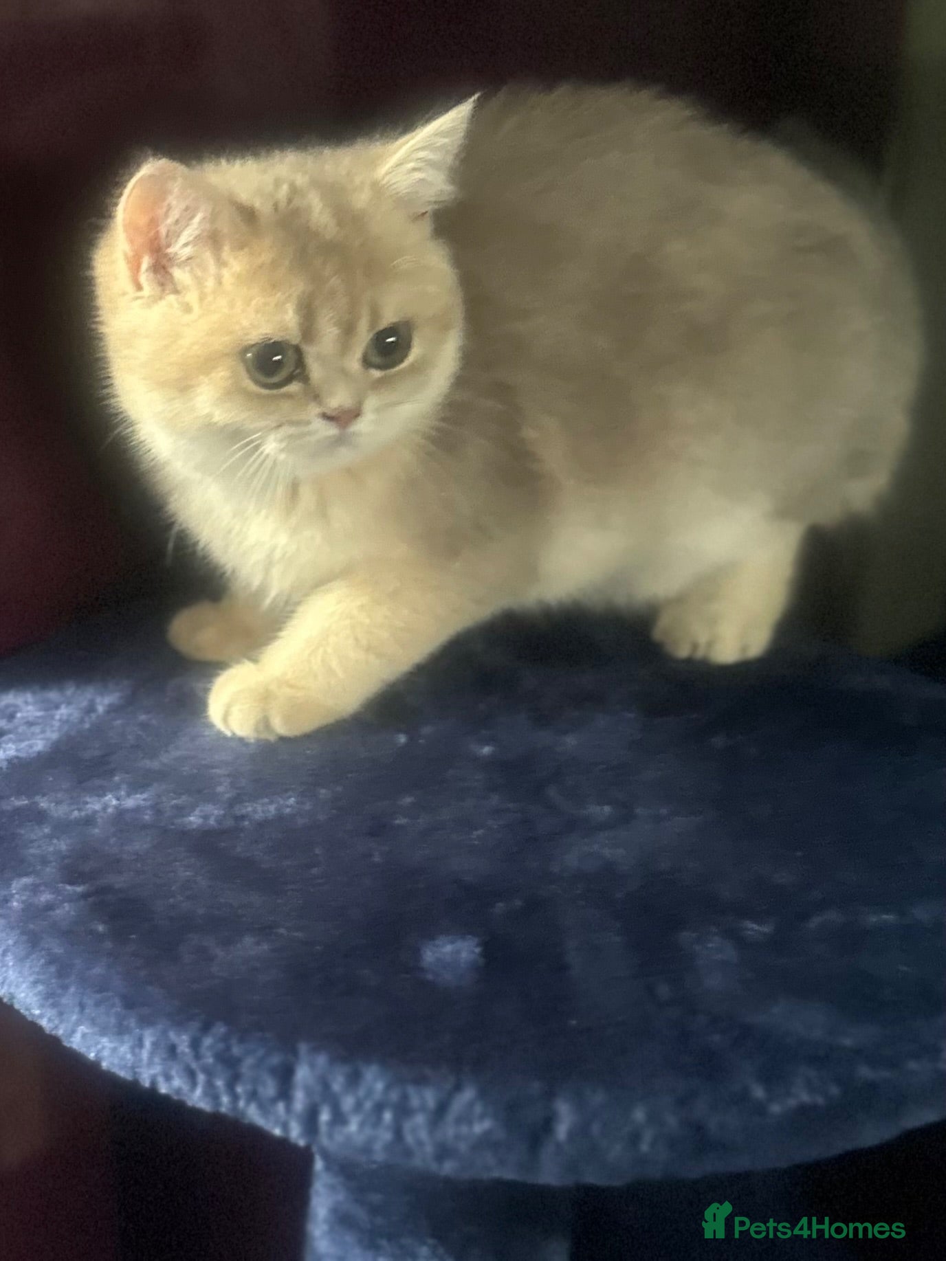 British Shorthair cats Last gorgeous girl left 😻 - Advert 2