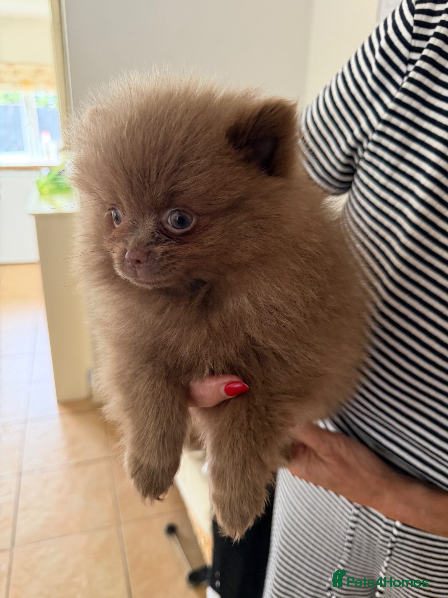 Pomeranian dogs BEAUTIFUL POMERANIAN PUPPIES - Advert 1