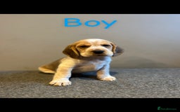 Bocker dogs for sale: Bocker puppies (beagle x cocker)  - Image 3