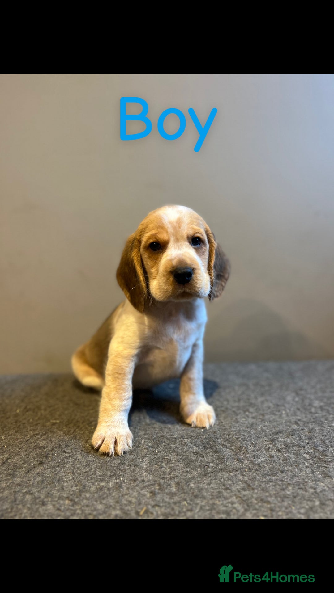 Bocker dogs for sale: Bocker puppies (beagle x cocker)  - Image 3