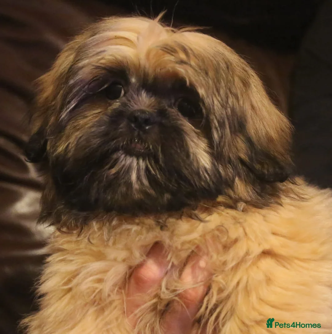 Shih Tzu dogs for sale: Stunning shih tzu boy  - Advert 5