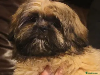 Shih Tzu dogs Stunning shih tzu boy - Advert 10