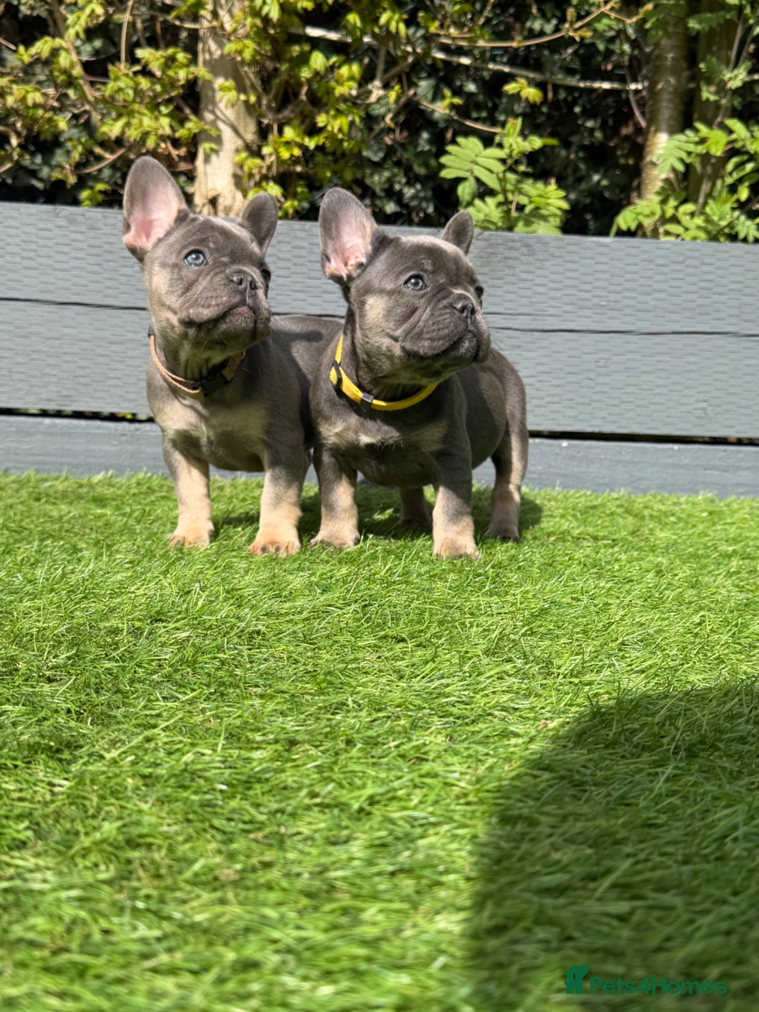 French Bulldog dogs ⭐️ READY TO LEAVE French bulldog L4 Fluffy 🧬’s ⭐️ - Advert 6