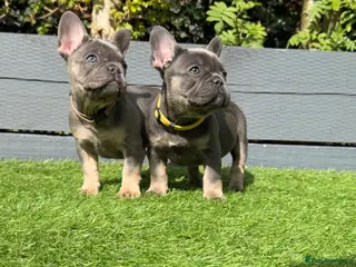 French Bulldog dogs ⭐️ READY TO LEAVE French bulldog L4 Fluffy 🧬’s ⭐️ - Advert 6
