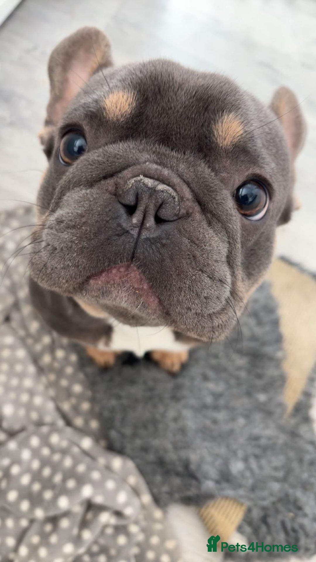 French Bulldog dogs for stud: 🐾 FRENCH BULLDOG STUD – MEET REGGIE! 🐾 - Advert 8