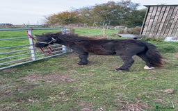 Shetland pony horses for sale: Shetland ponys  - Image 7