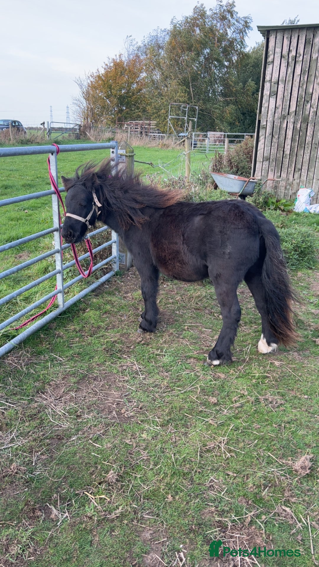 Shetland pony horses for sale: Shetland ponys  - Image 7