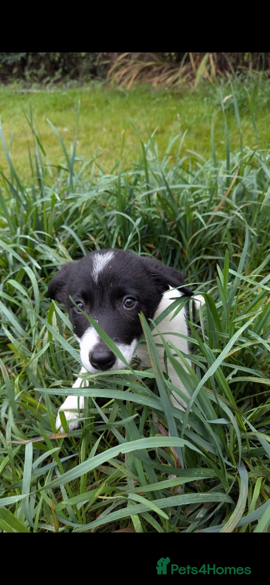 Border Collie dogs Border Collie pup's for sale  - Advert 2