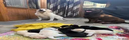 Labrador Retriever dogs for sale: KC Reg Yellow & Black Labrador Pupp - Advert 3