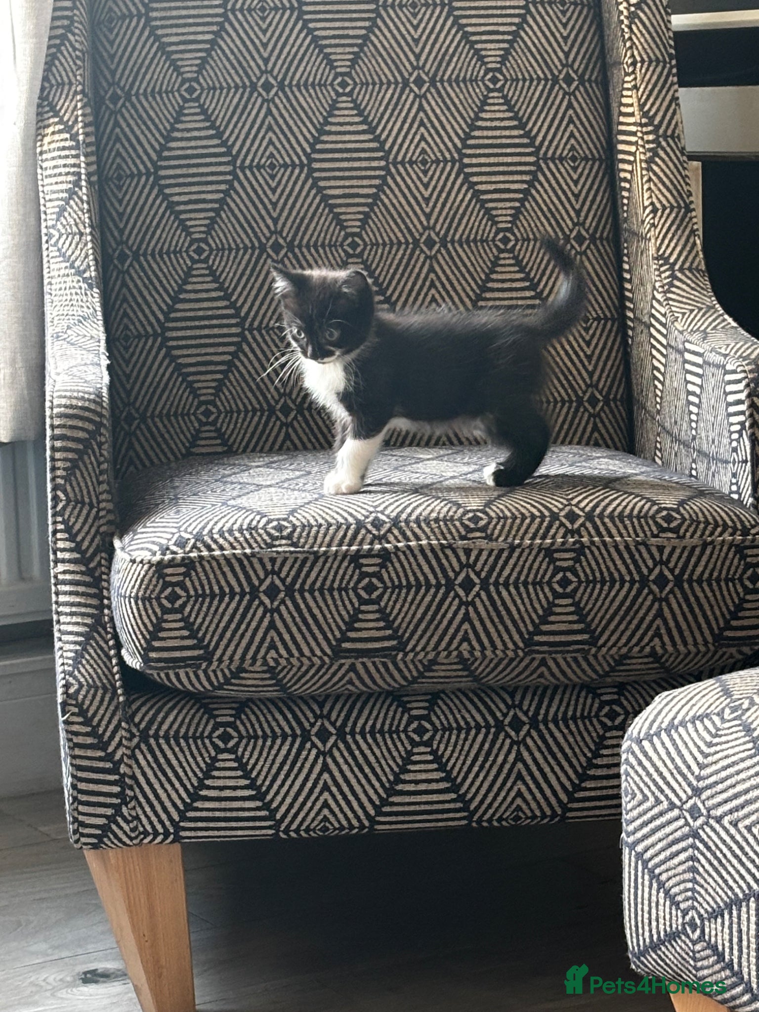 Mixed Breed cats for sale: Kittens for sale in Wigan - Advert 2