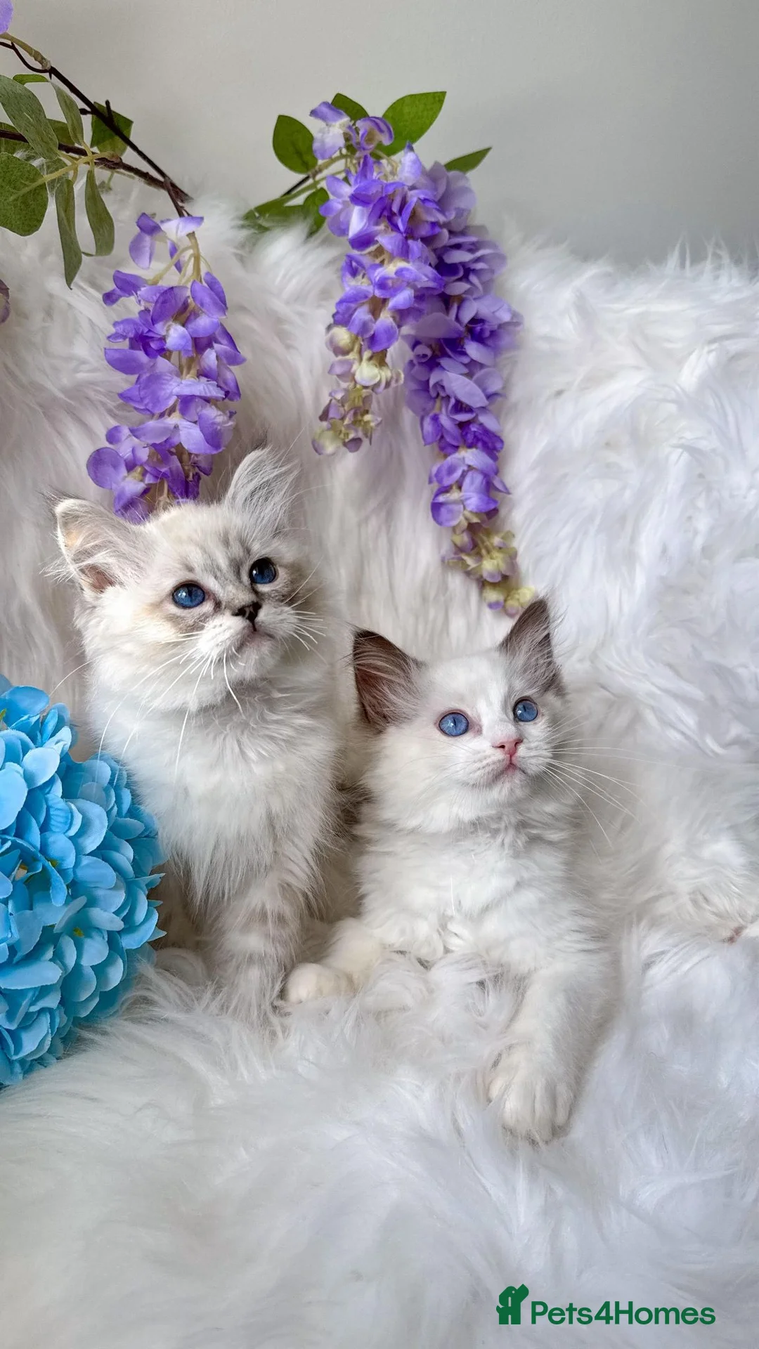 Ragdoll cats for sale: ✨ GCCF Registered Ragdoll Kittens Summer 2027 ✨ - Advert 2