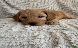 Cockapoo dogs for sale: Stunning F1B Merle Cockapoo Puppies!!!! - Image 29