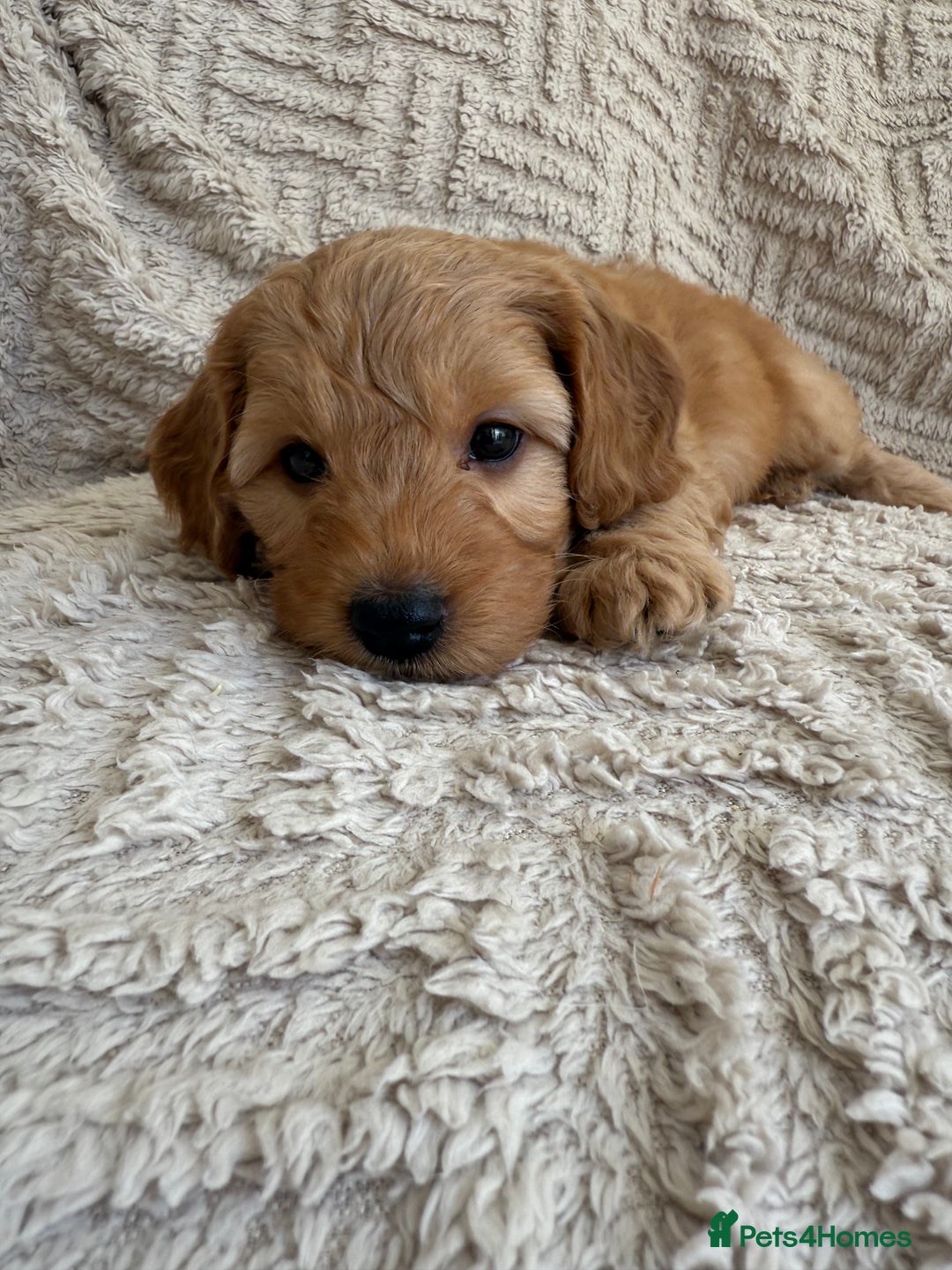 Cockapoo dogs for sale: Stunning F1B Merle Cockapoo Puppies!!!! - Image 29