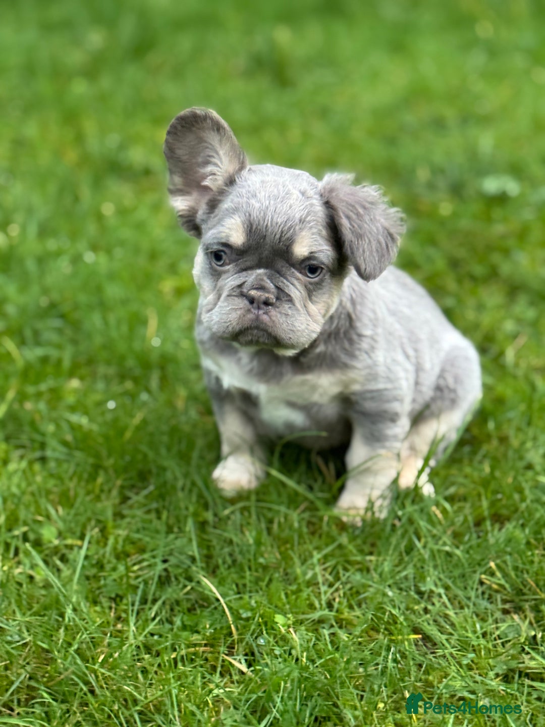 French Bulldog dogs for sale: French bulldog Pup  - Advert 3