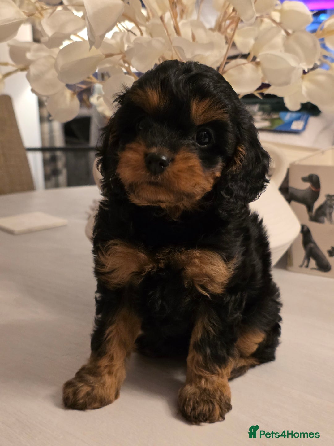 Toy Poodle dogs for stud: Toy poodle stud boy  in Blackburn - Advert 40