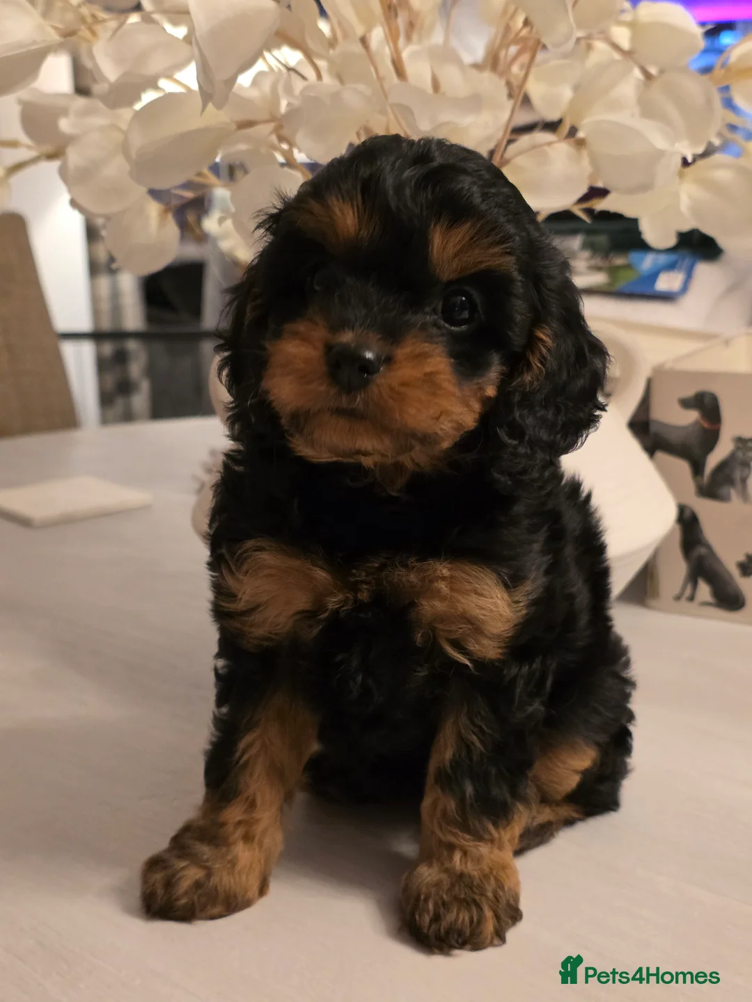 Toy Poodle dogs for stud: Toy poodle stud boy  in Blackburn - Advert 38