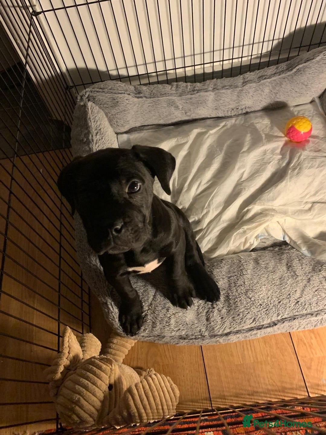 Cane Corso dogs for sale: Cane corso - Advert 1