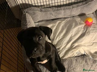 Cane Corso dogs Cane corso - Advert 11