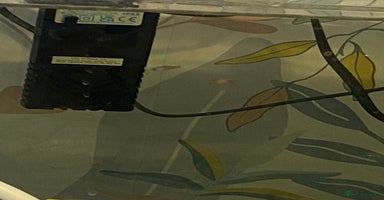 Platies fish - Advert 1