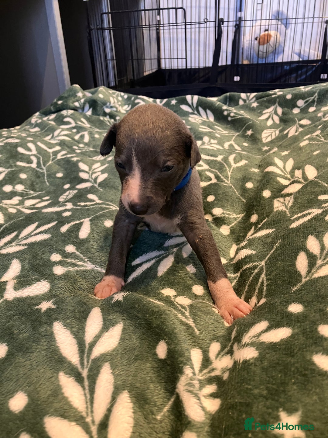 Whippet dogs for sale: Beautiful whippet puppies  - Advert 8