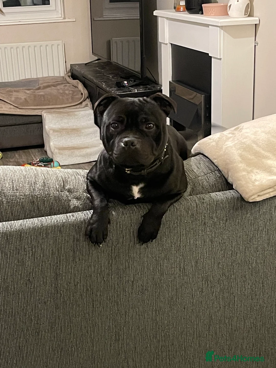 Staffordshire Bull Terrier dogs for stud: VALGLO TOP GUN -BLUE CARRIER in Dudley - Advert 8