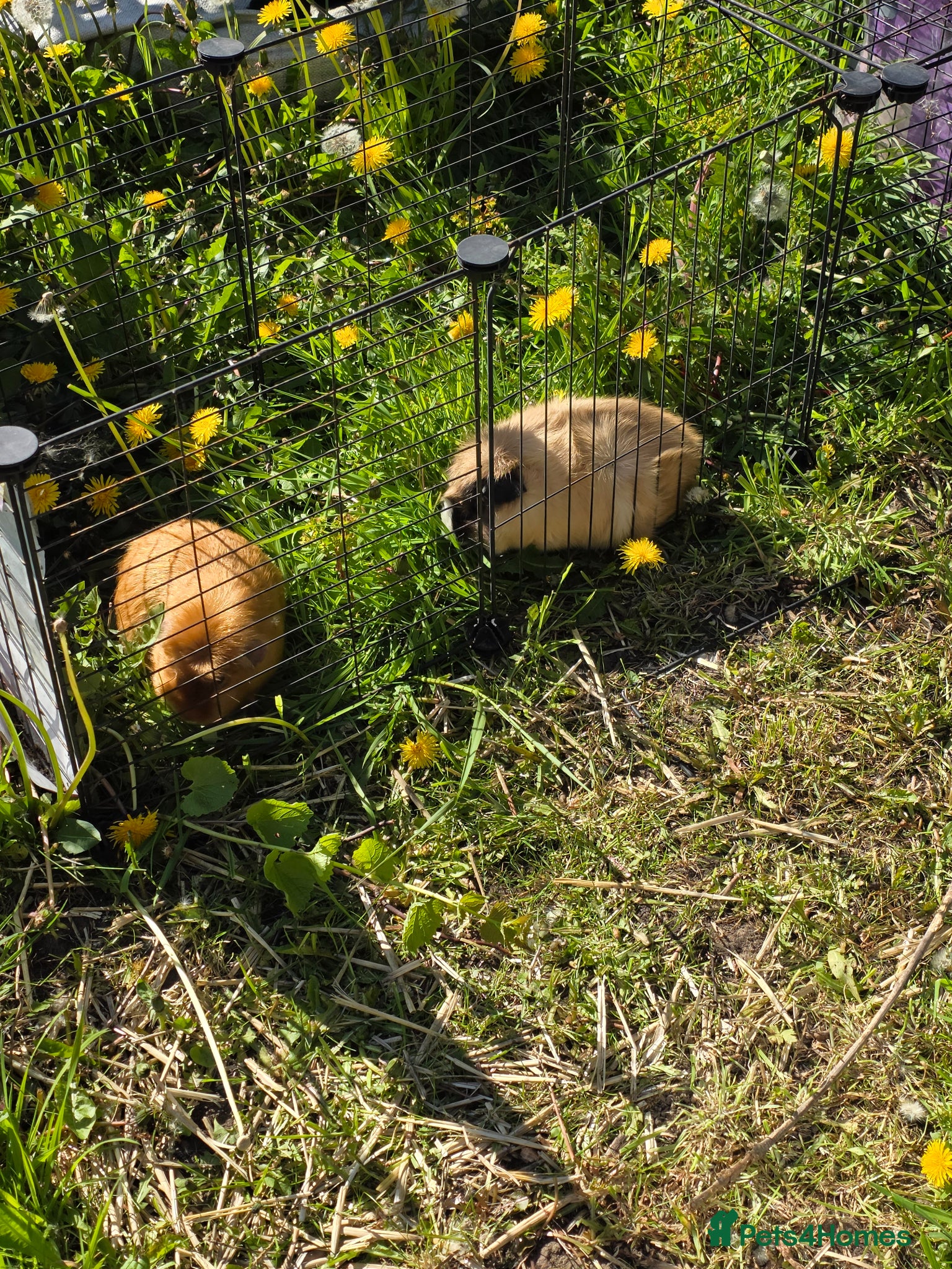 Guinea Pig rodents Two pairs of bonded boar guinea pigs - Advert 8