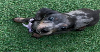 Dachshund dogs - Advert 12