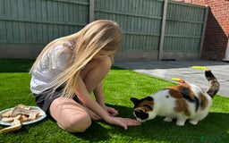 Mixed Breed cats for sale: Loving home wanted for gorgeous cat **free** - Image 5