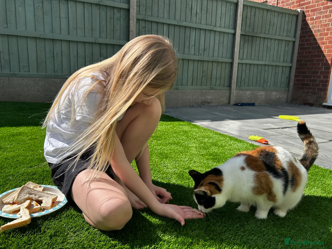 Mixed Breed cats for sale: Loving home wanted for gorgeous cat **free** - Advert 5