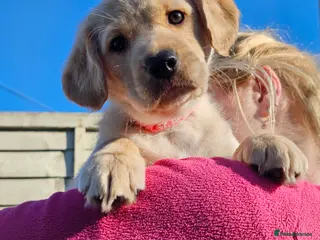 Cockerdor dogs Only Daisy left-Cockerdor Pups-ready from4th March - Advert 2