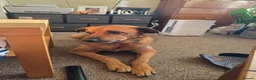 Mixed Breed dogs for sale: Dog looking for loving home - Advert 2