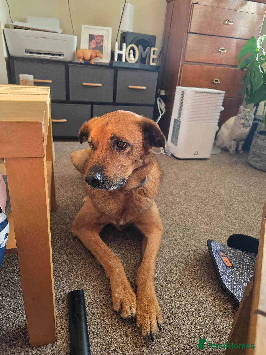 Mixed Breed dogs for sale: Dog looking for loving home - Advert 2